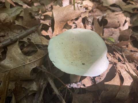 Image of Cantharellus phasmatis Foltz & T. J. Volk 2013