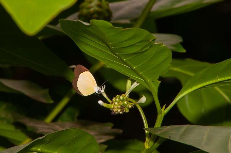 Imagem de Eurema puella (Boisduval 1832)