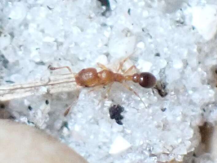 Image of Ant