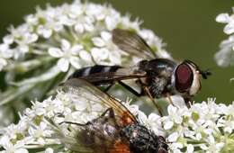 Leucozona xylotoides (Johnson 1916) resmi