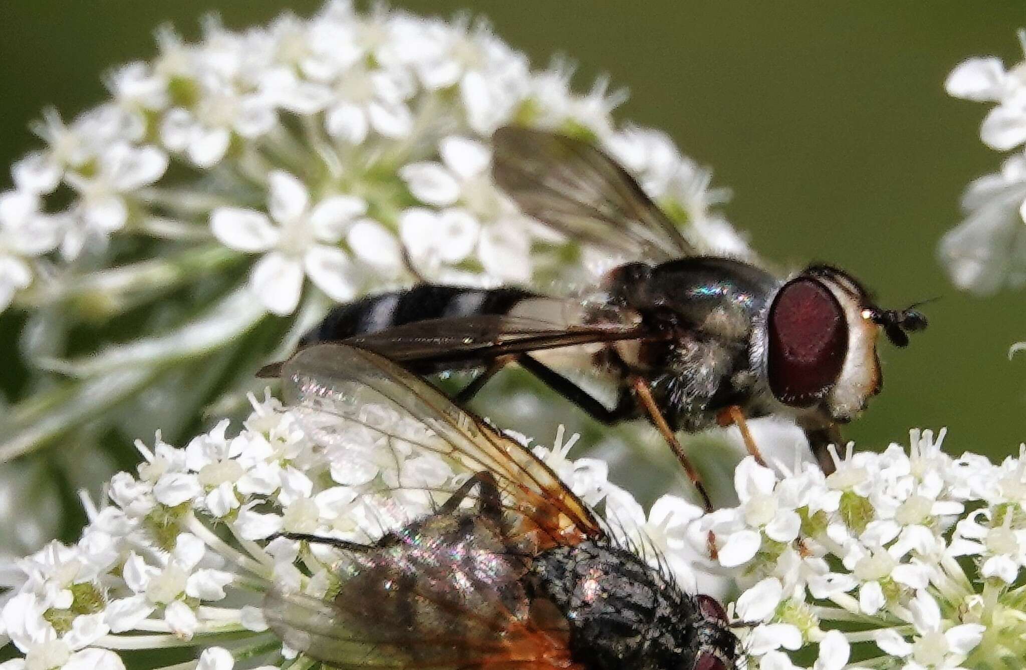 Leucozona xylotoides (Johnson 1916) resmi