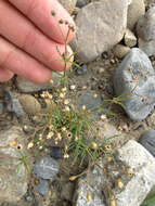 Image of corn spurrey