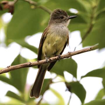 Image of Panama Flycatcher