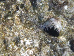 Image of Burrowing urchin