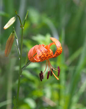 Image of Lilium leichtlinii var. maximowiczii (Regel) Baker