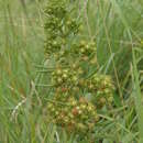 Schizoglossum bidens subsp. pachyglossum (Schltr.) Kupicha的圖片