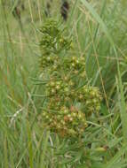 Schizoglossum bidens subsp. pachyglossum (Schltr.) Kupicha的圖片