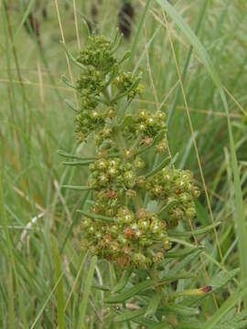 Schizoglossum bidens subsp. pachyglossum (Schltr.) Kupicha的圖片