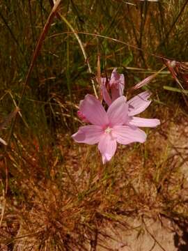 Image of dwarf checkerbloom