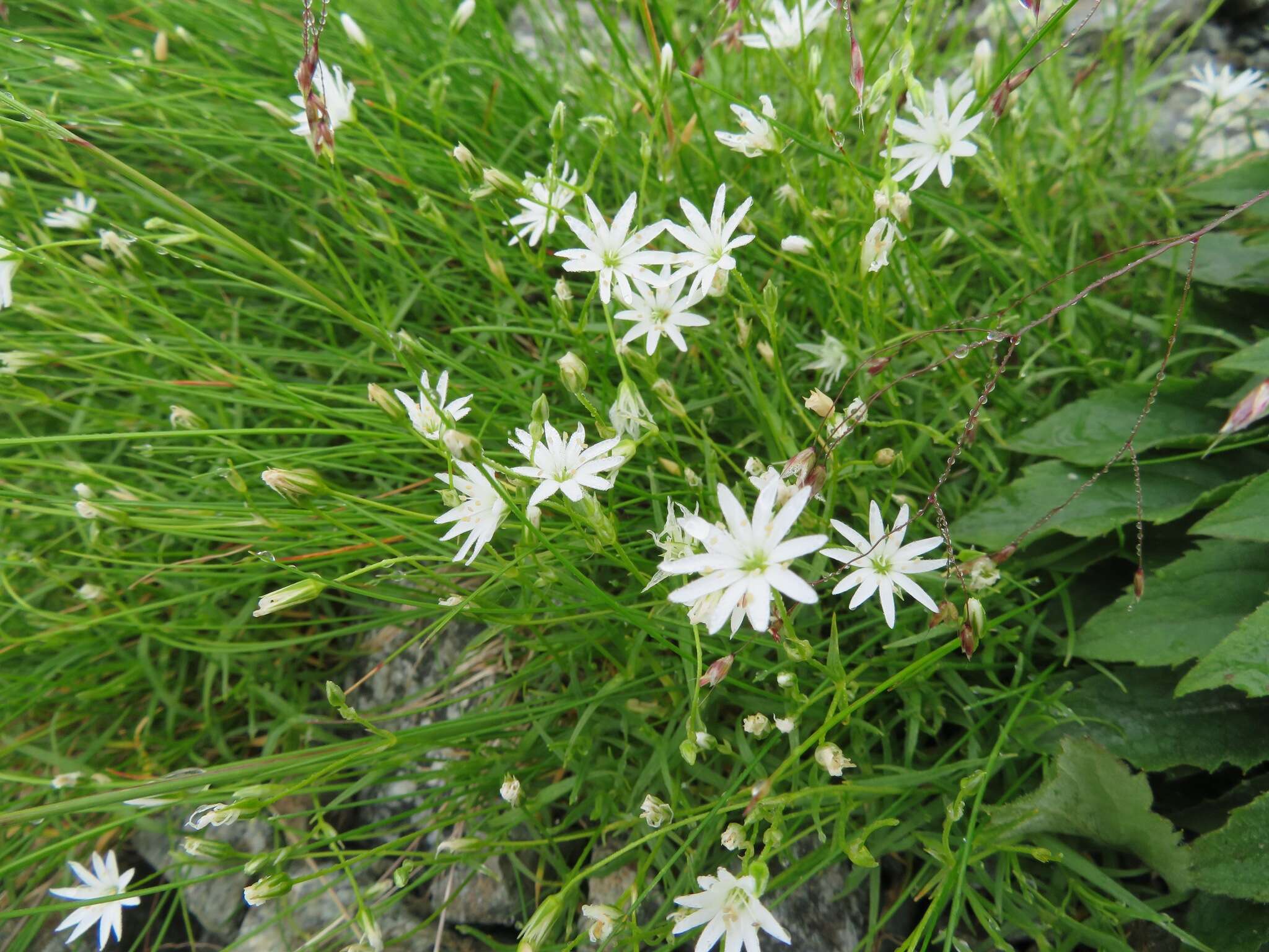 Image of Stellaria nipponica Ohwi