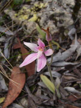 Image of Pink fairy orchid