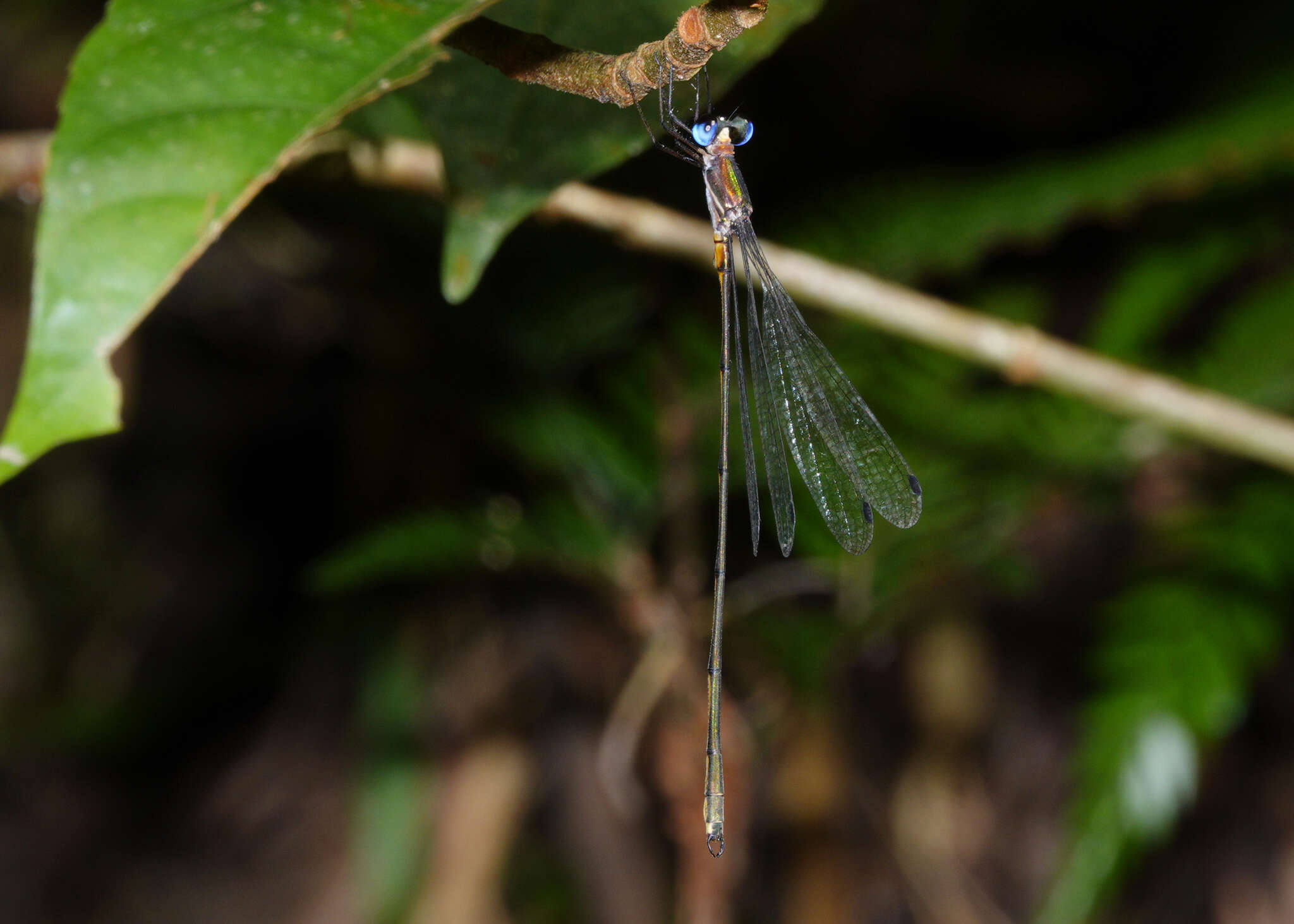 Image of Synlestes tropicus Tillyard 1917