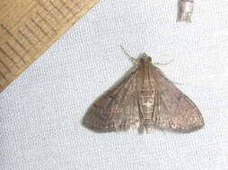 Image of Dusky Herpetogramma