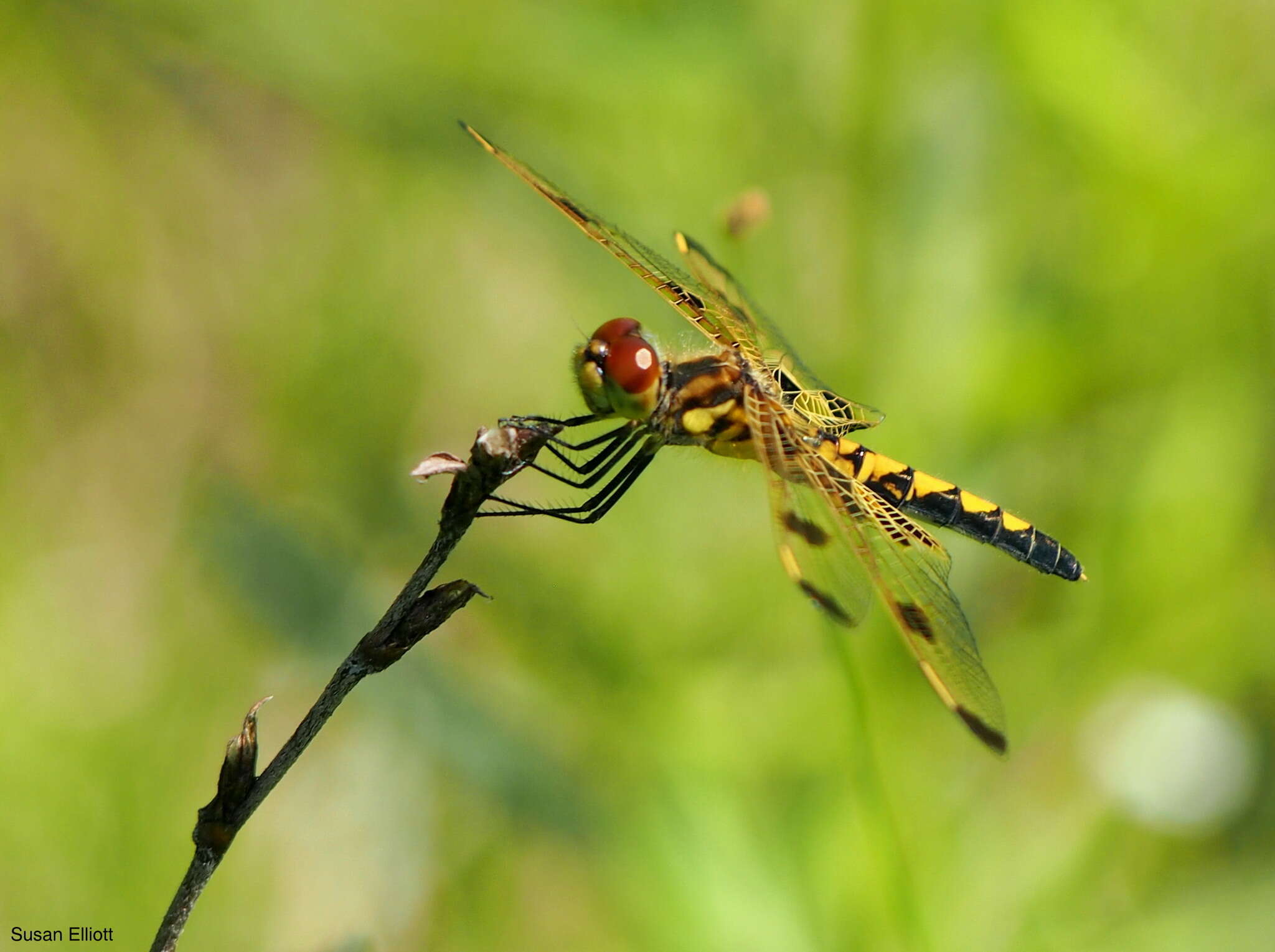 Слика од Celithemis elisa (Hagen 1861)