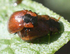 Sivun Chrysomela (Macrolina) schaefferi Brown 1956 kuva