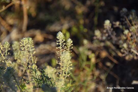 Image of Lepidium cardamines L.