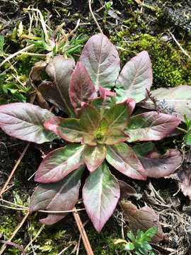 Imagem de Oenothera biennis L.