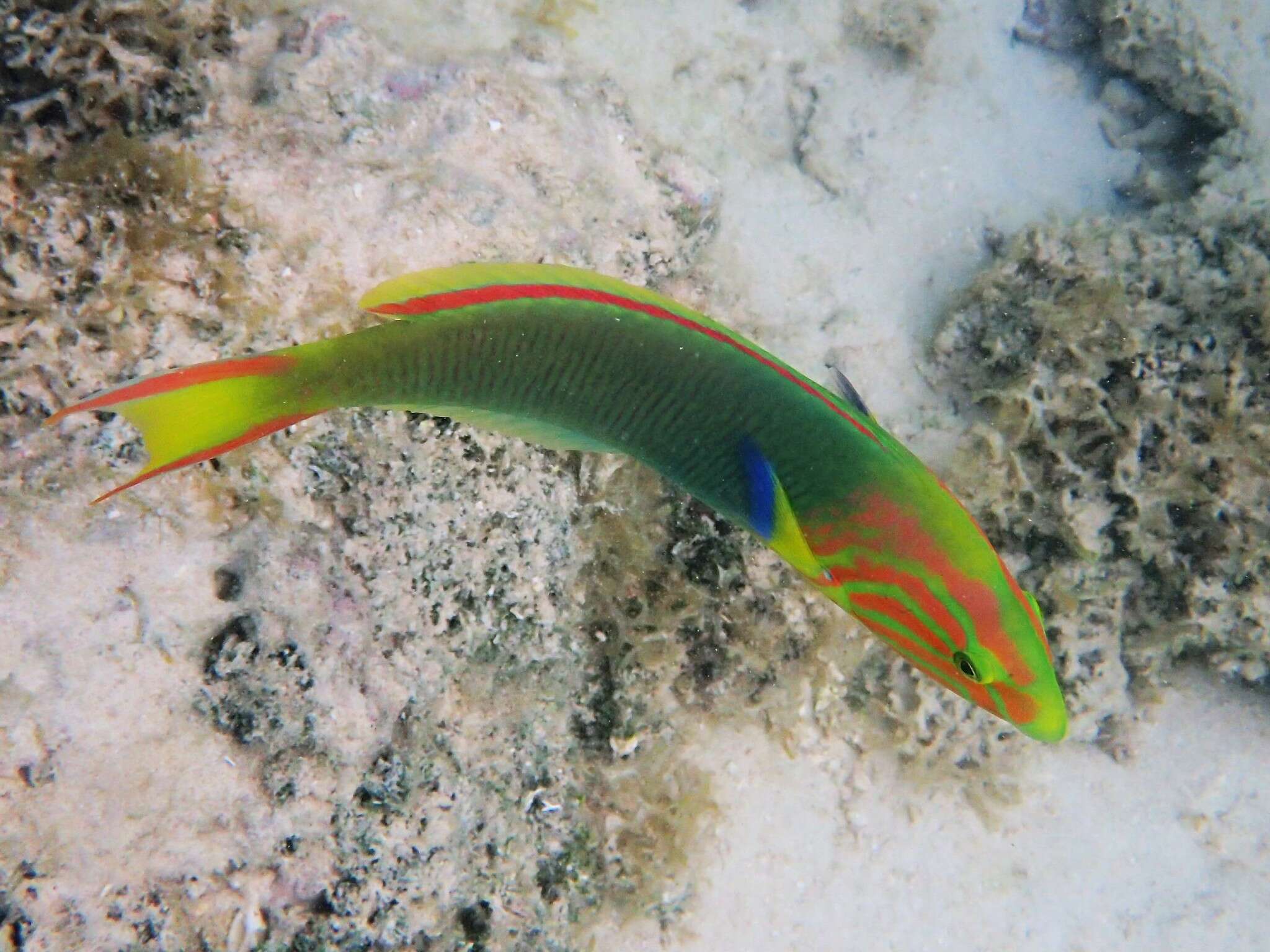 Thalassoma lutescens (Lay & Bennett 1839) resmi