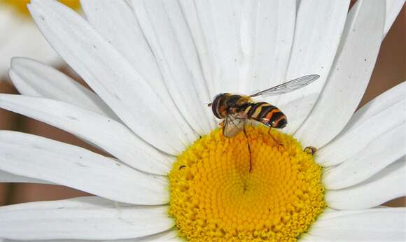 Image of Lapposyrphus aberrantis (Curran 1925)