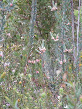 Image of Styphelia triflora Andr.