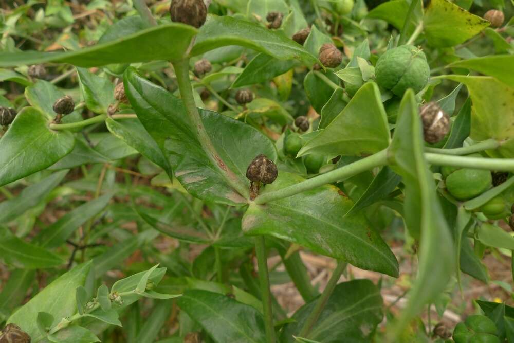 Image of caper spurge