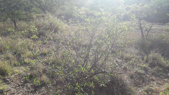 Image of Flourensia thurifera (Molina) DC.