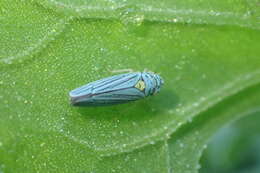 Image of Blue-Green Sharpshooter