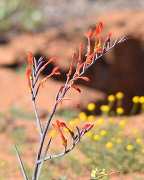 Image of Gladiolus saccatus (Klatt) Goldblatt & M. P. de Vos