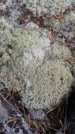 Image of reindeer lichen