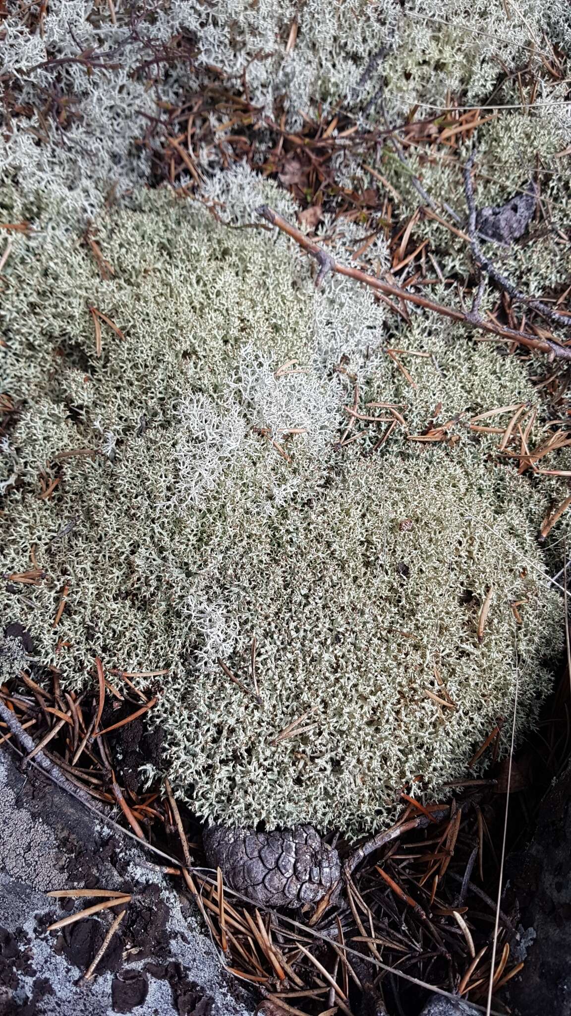 Cladonia arbuscula subsp. mitis (Sandst.) Ruoss resmi