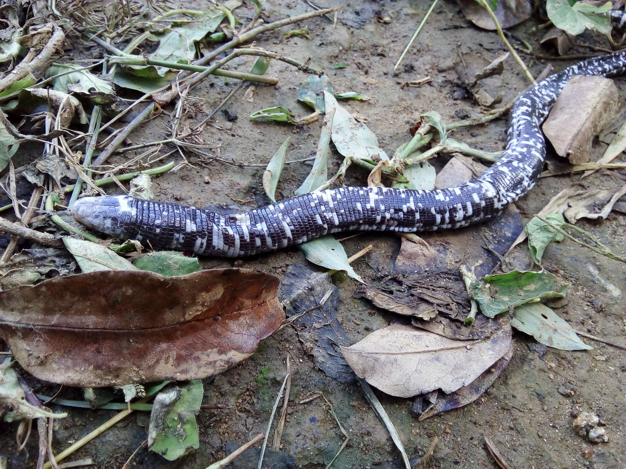 Imagem de Amphisbaena fuliginosa Linnaeus 1758