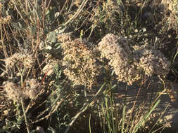 Image of James' buckwheat