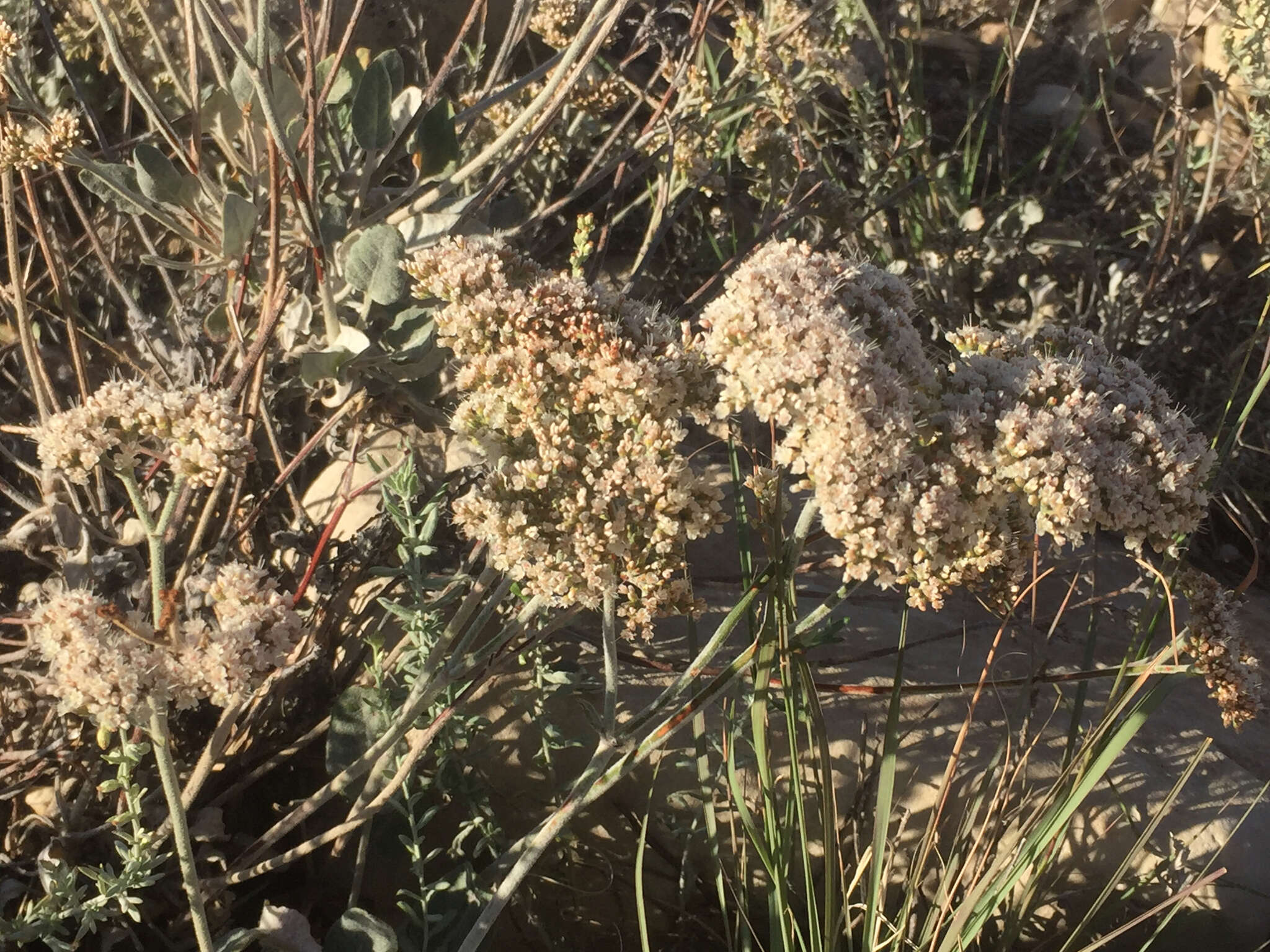 Image of James' buckwheat