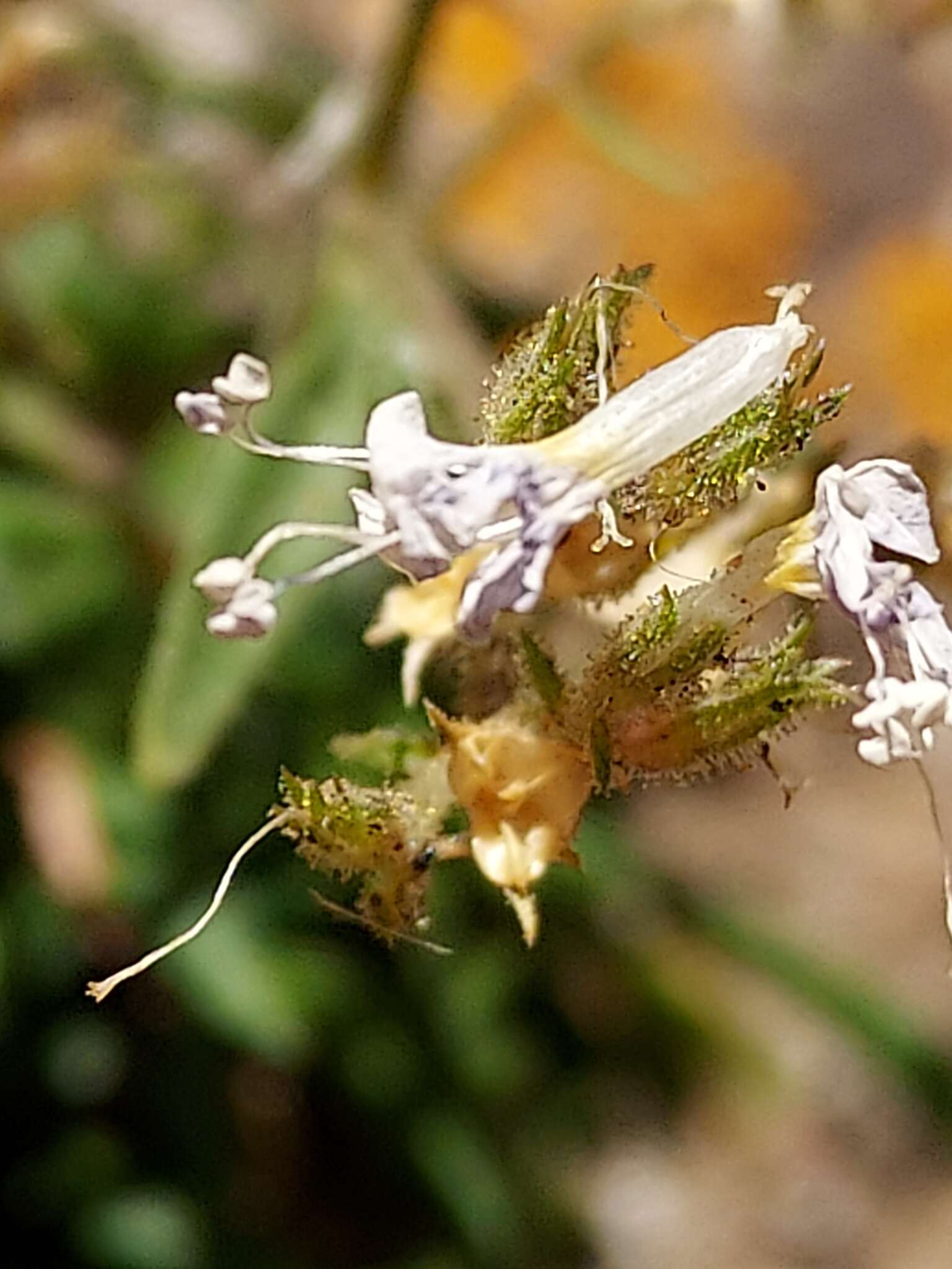 Image of Black Canyon gilia