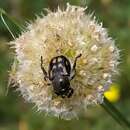 Imagem de Anisoplia monticola Erichson 1848