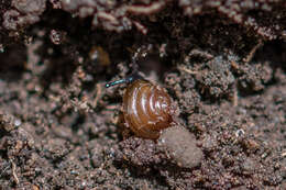 Image of Tawny Glass Snail