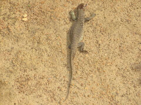 Image of Savannah Monitor