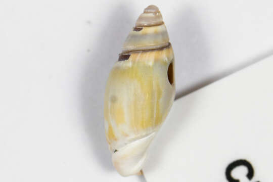 Image of Callianax alectona (Duclos 1835)