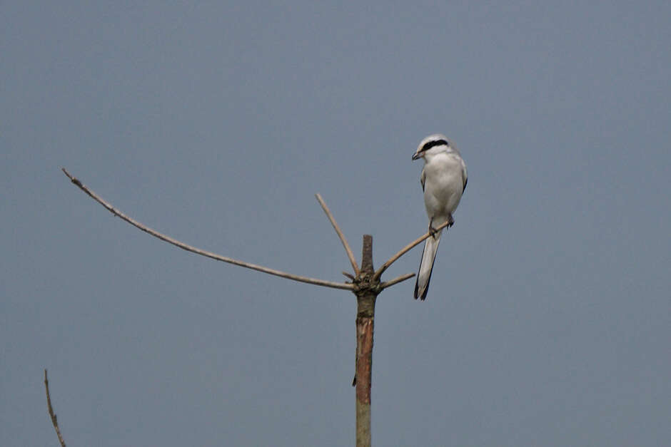 Слика од Lanius sphenocercus Cabanis 1873