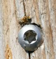 Image of Mason bee