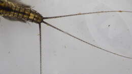 Image of Stenacron Mayfly