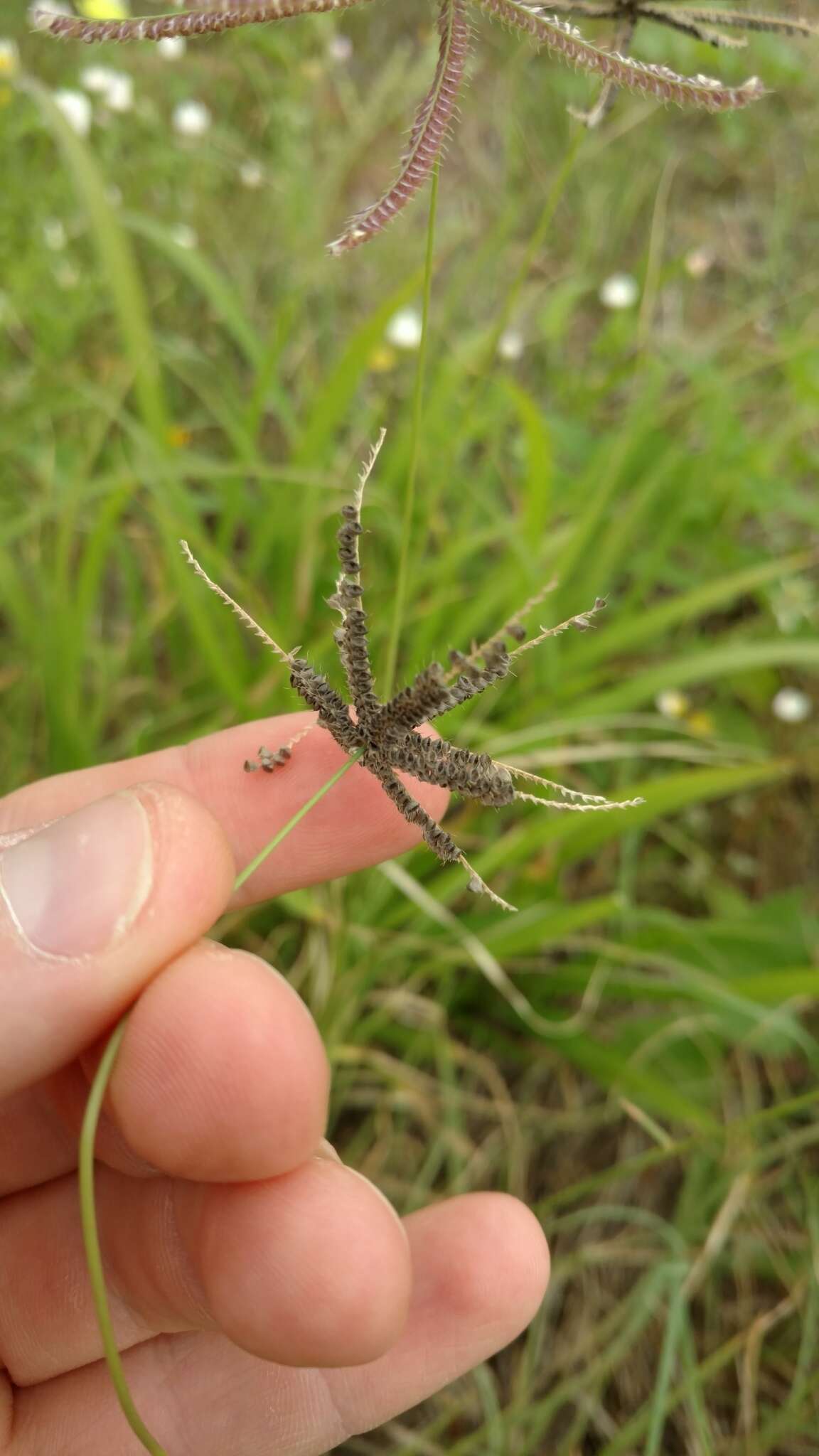 Image de Chloris cucullata Bisch.