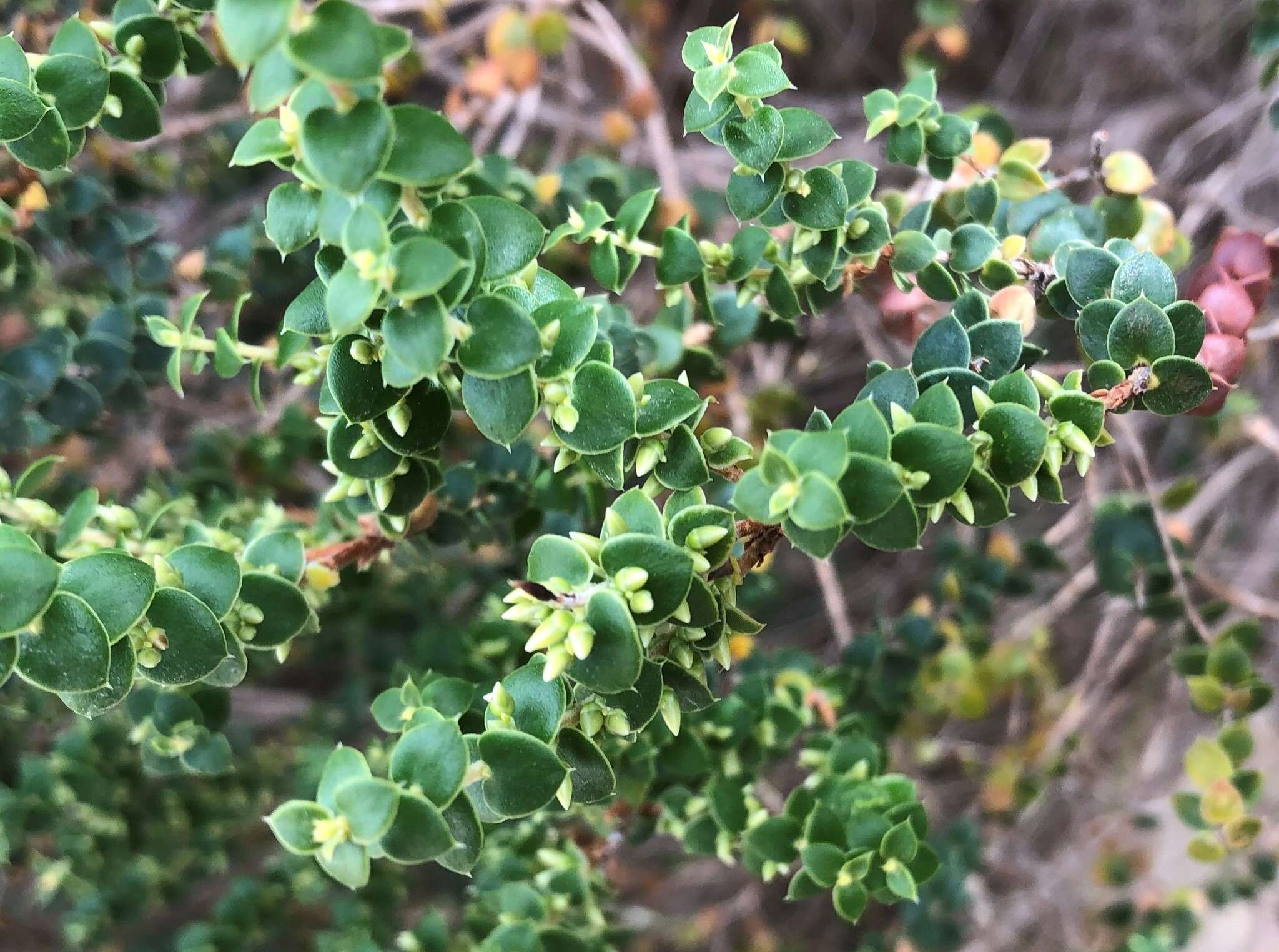 Image of Leucopogon cordifolius Lindl.