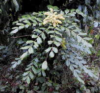 Image of Berberis napaulensis (DC.) Spreng.