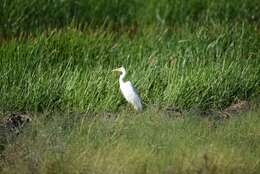 Imagem de Ardea intermedia plumifera (Gould 1848)