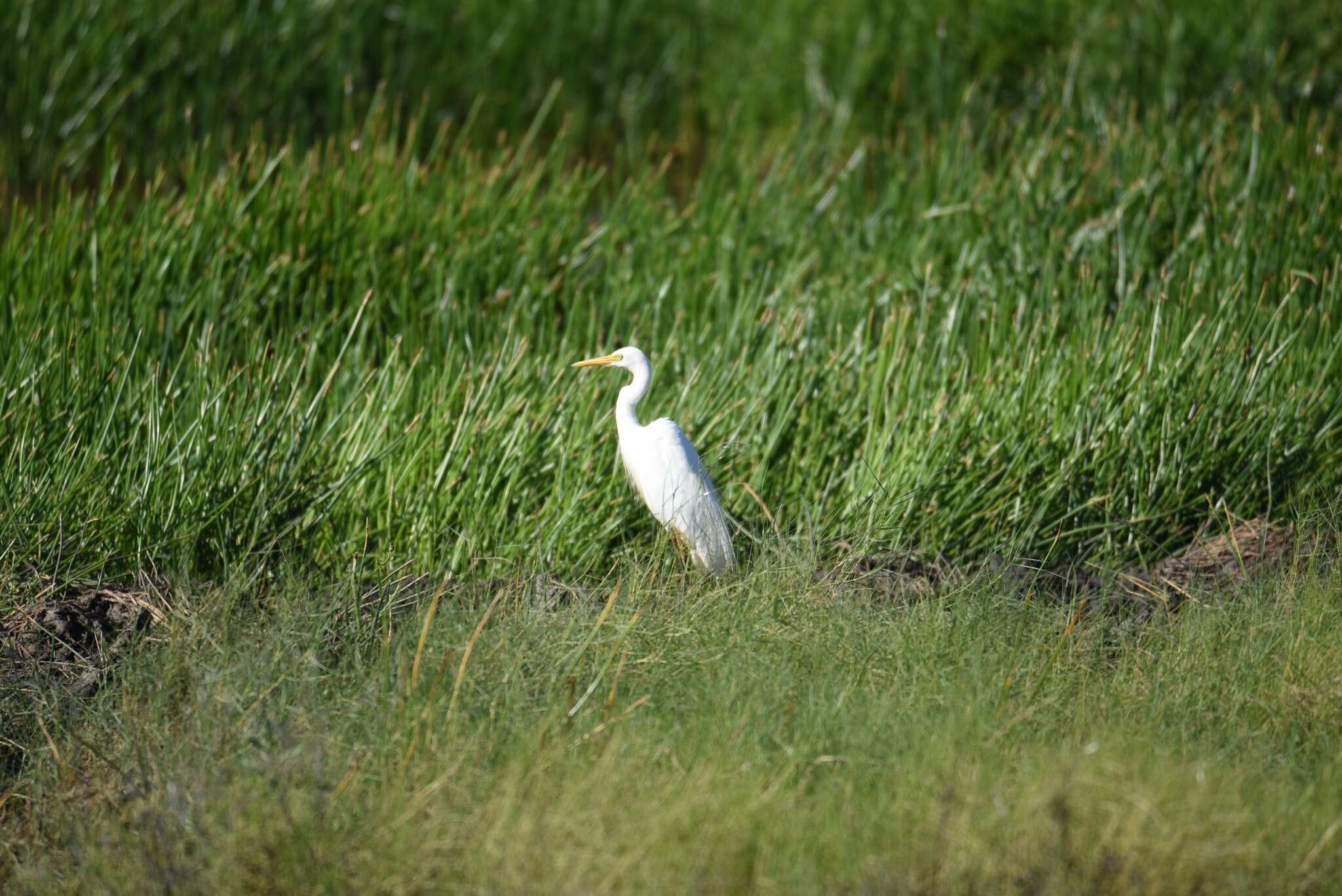 Imagem de Ardea intermedia plumifera (Gould 1848)