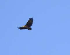 Image of Forest Fish Eagle