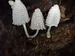 Coprinopsis urticicola (Berk. & Broome) Redhead, Vilgalys & Moncalvo 2001 resmi