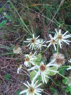 Image of Pine-Barren Nodding-Aster