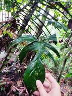 Philodendron pedatum (Hook.) Kunth resmi